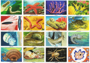 Monografia Animales Invertebrados